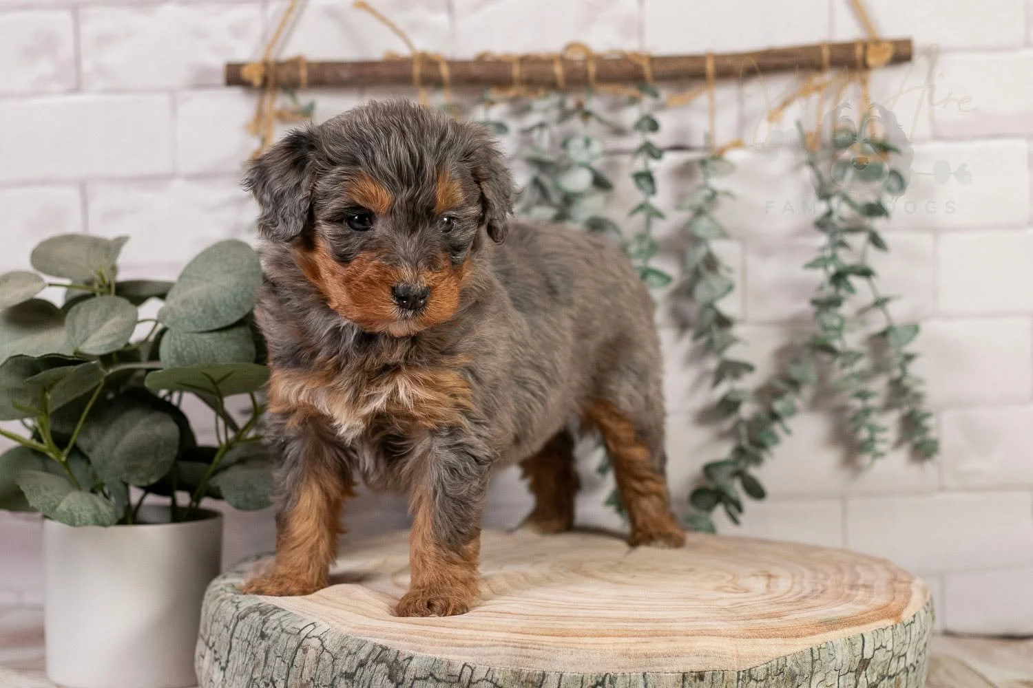 Seriously, how cute is Summit? I don't know what it is about her that makes her extra cute, but whatever it is, I love it! She's such a curious, friendly puppy!

Summit has found her home, but we plan to have more litters like her in the future.