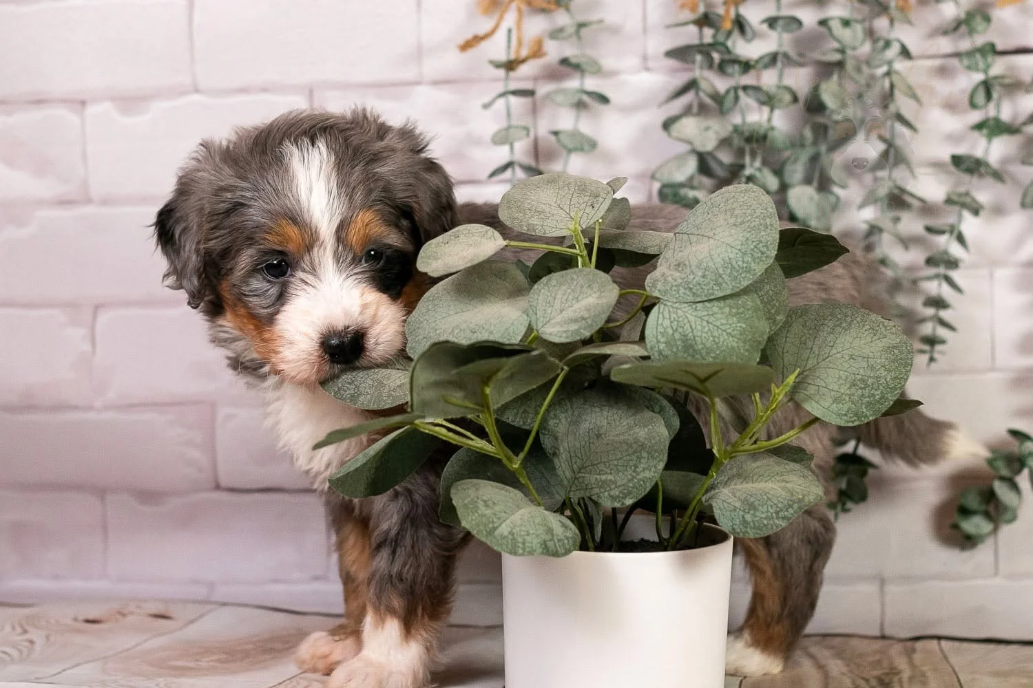 Milan was very interested in my fake plant...a little too interested. She wanted to chew on the leaves more than pose for pictures. Silly girl!

My favorite thing about Milan, besides her outgoing, happy nature, is the black spot under her right eye!
