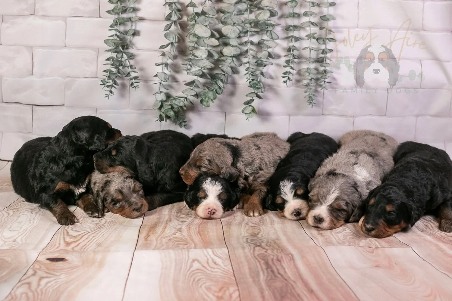 The Musical Instruments Litter are 2 weeks old and doing so well! This lovely litter of Minka's eyes are open and they are beginning to toddle around their whelping box. We've loved getting to know them and are starting to see their little personalit
