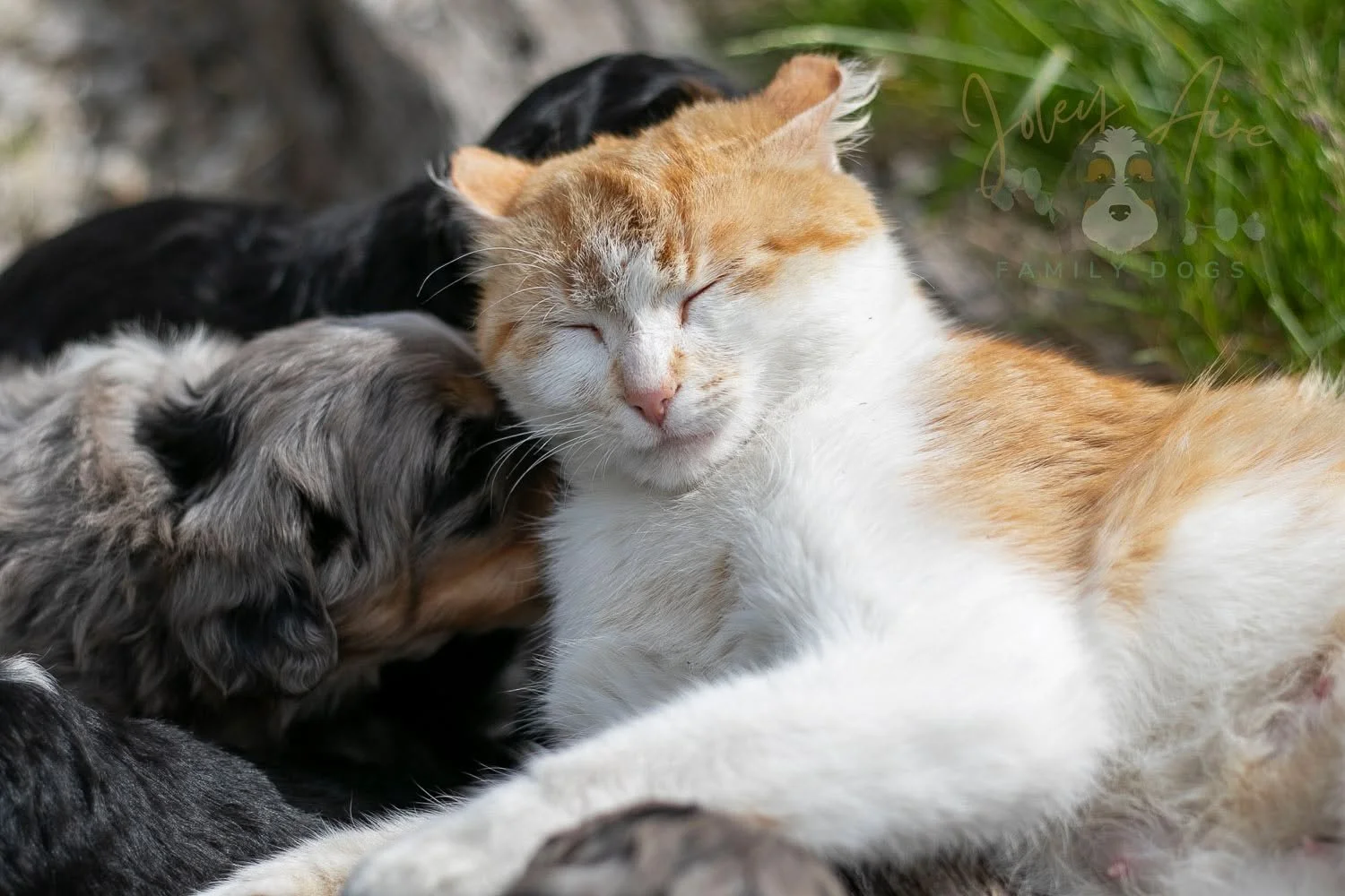 Meet our nanny kitty: Sunny! ☀️

We often get asked if our puppies have been around cats and it always makes me chuckle. If they only knew how much Sunny loves the puppies and they love her!  My hope is that having such positive interactions with a c
