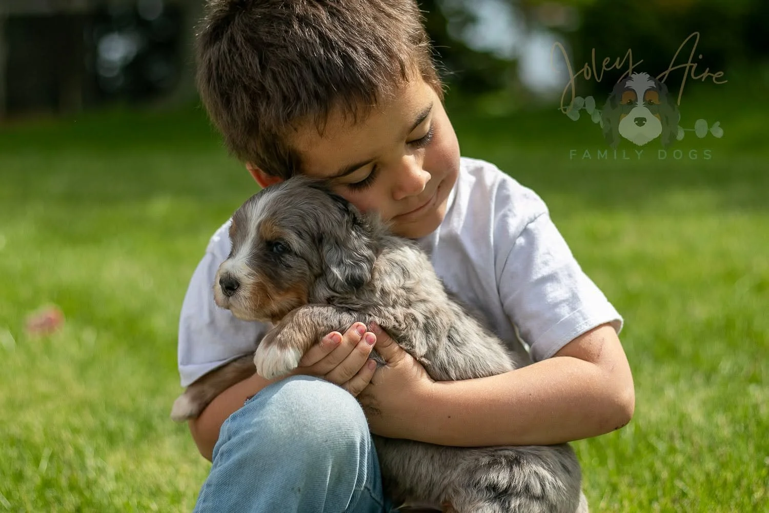 🎶Meet the Musical Instruments Litter

This majestic F1 Bernedoodle boy is Drum - the largest and only tri-merle of this litter. Drum was instantly picked as our four year old's favorite because of how "big and cuddly" he is. We love watchi