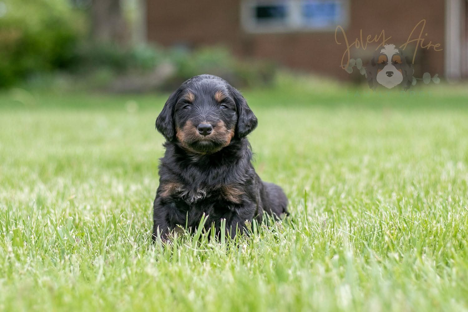 🎶Meet the Musical Instrument Litter:
🎹 This lovely F1 Bernedoodle lady is Piano. Easily the most outgoing of the litter, Piano doesn't know a stranger and has been easy to socialize. She's very responsive to treats and already shows signs of being 