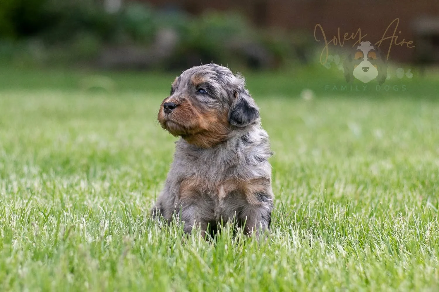 🎶Meet the Musical Instruments Litter:
This is Ukulele - a well marked phantom merle F1 Bernedoodle puppy out of Winston and Minka's litter. She's always ready for some love and snuggles just like every good Bernedoodle should. We love how confident 