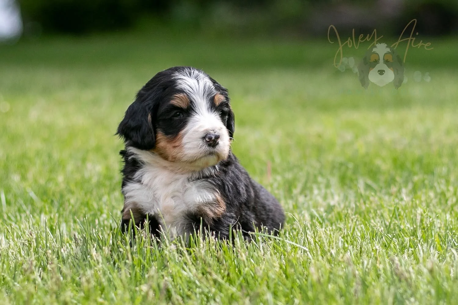 🎶Meet the Musical Instruments Litter:
🎺 This gorgeous Tri-color F1 Bernedoodle girl is Trumpet! Can a Bernedoodle have a more perfect look than her? Not only is she beautiful, but she's calm, smart, and lovable - everything we want in a family pet!