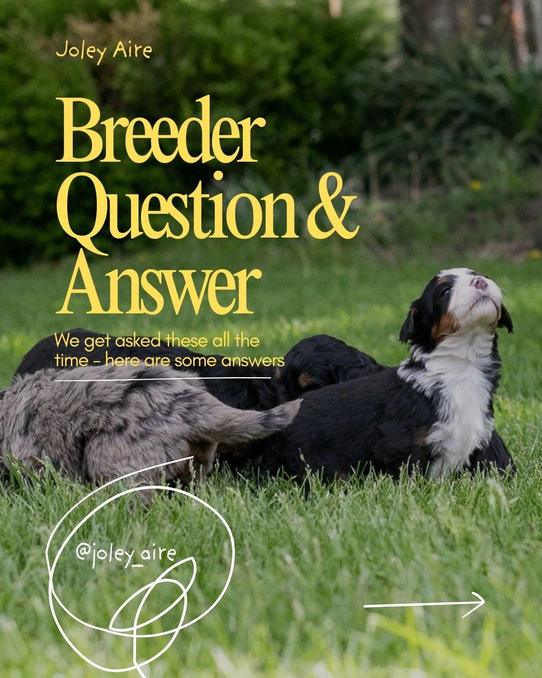Before you fall in love with the cutest face in the litter, ask better questions. 🐾

Choosing a puppy is exciting, but choosing the right breeder matters just as much as choosing the right puppy. A good breeder should be able to talk with you about 