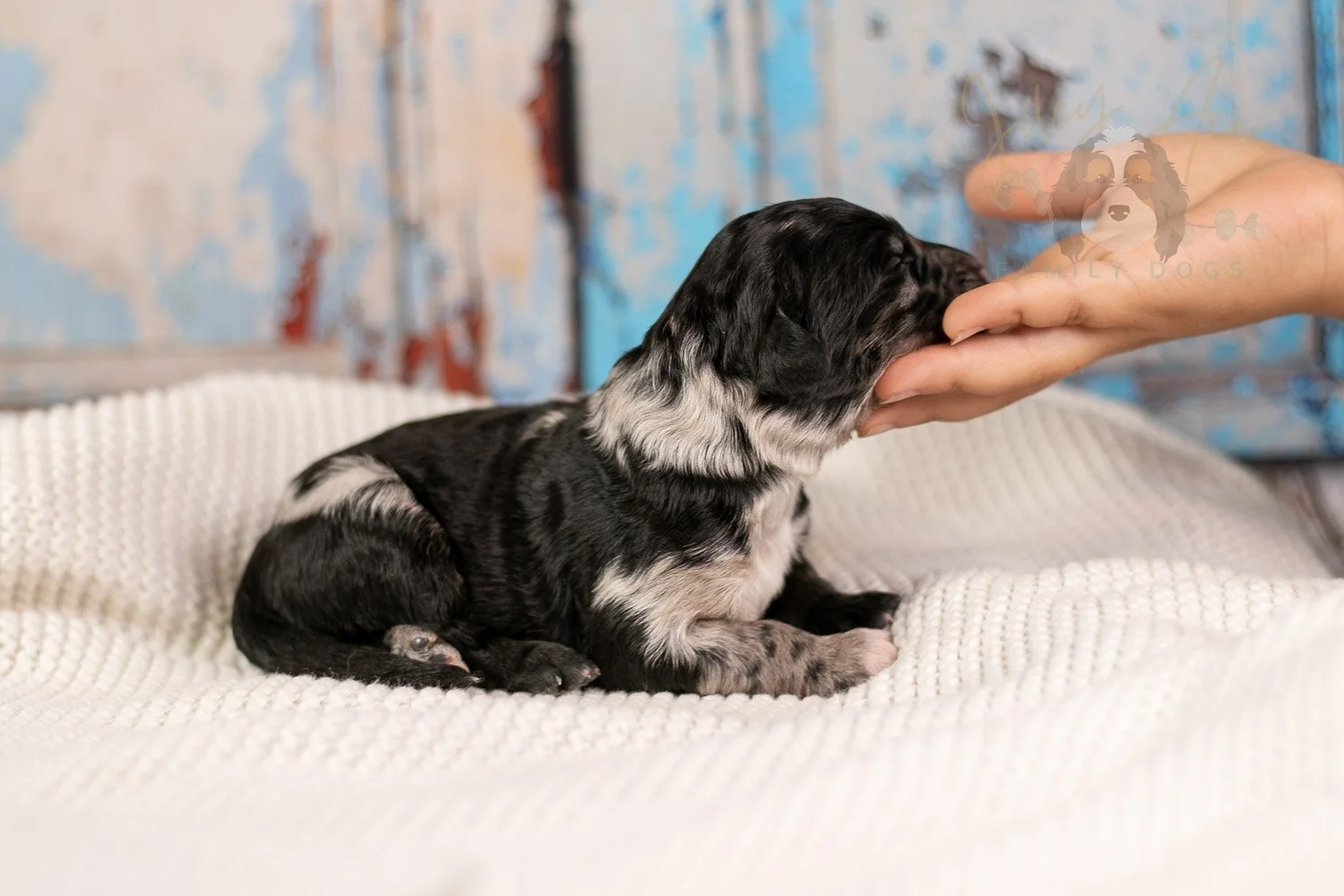 Bob Ross Bernedoodle Puppy-120.jpg