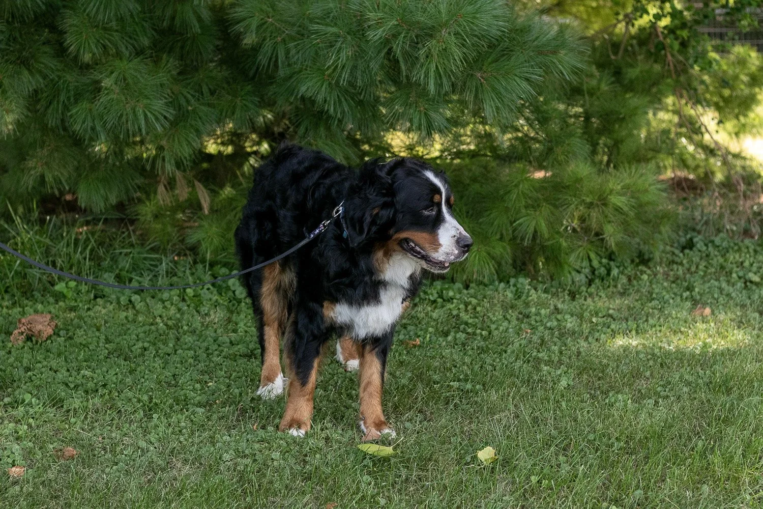 Beau-02.jpg