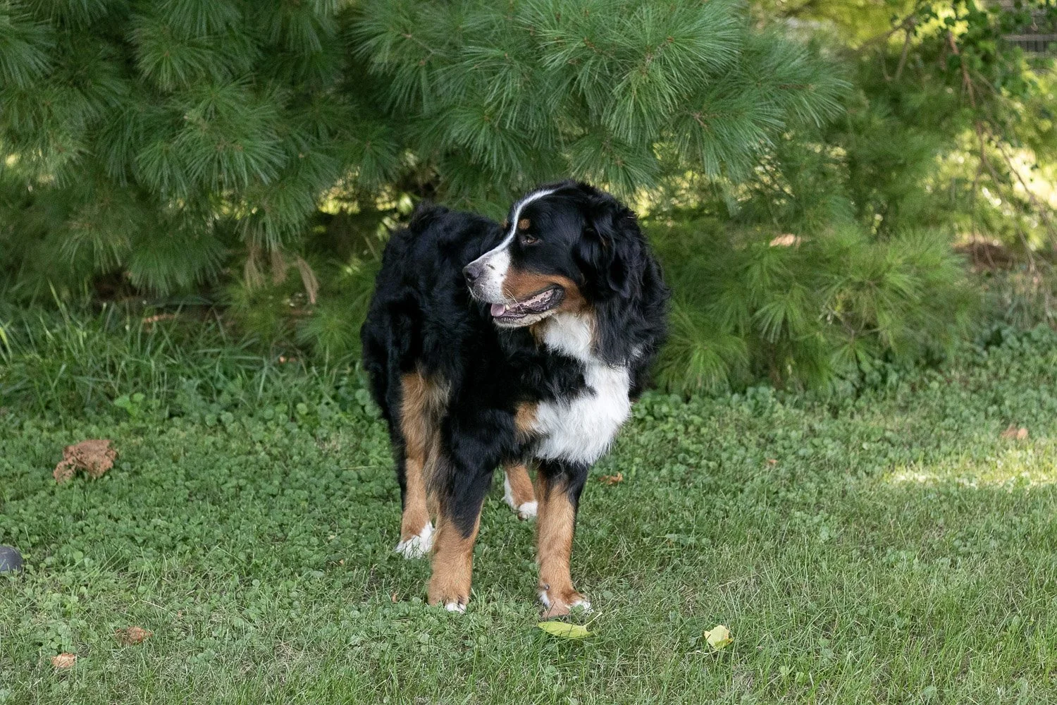 Beau-01.jpg