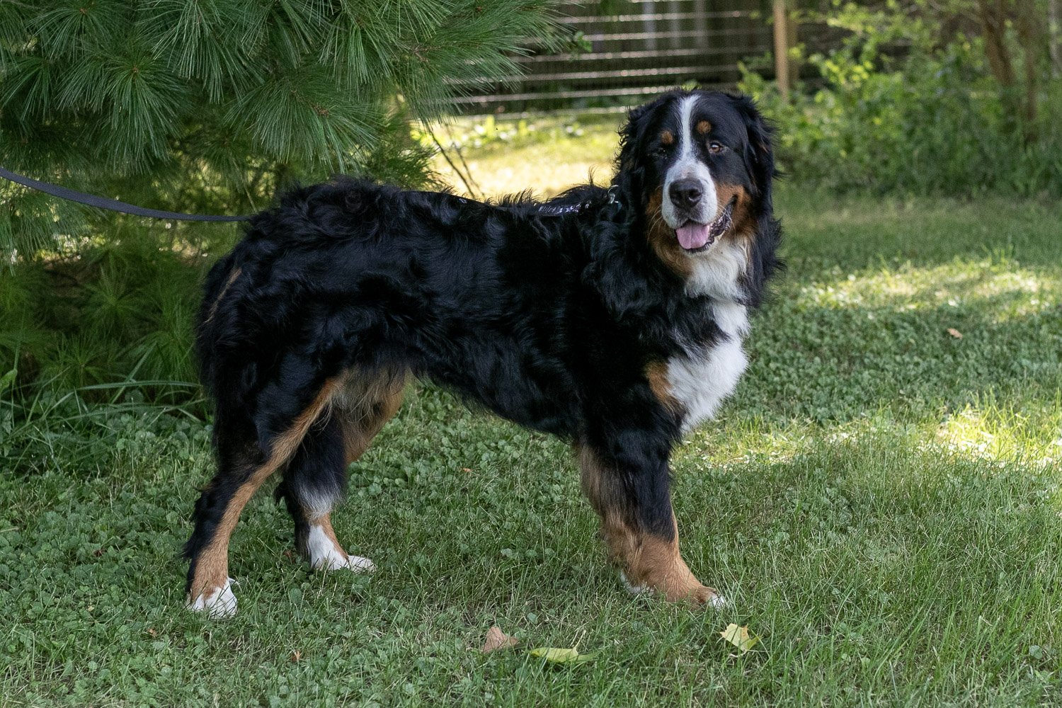 Beau-03.jpg