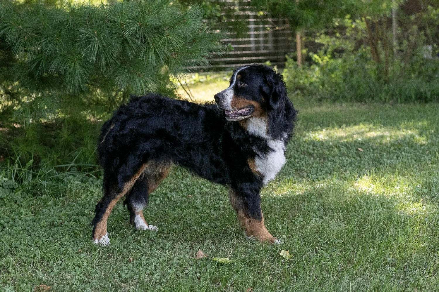 Beau-04.jpg