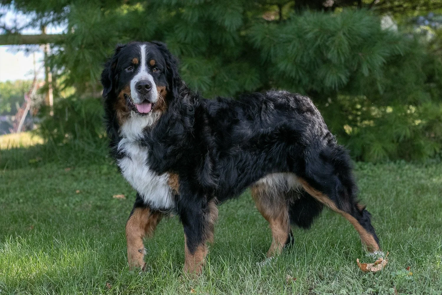 Beau-05.jpg