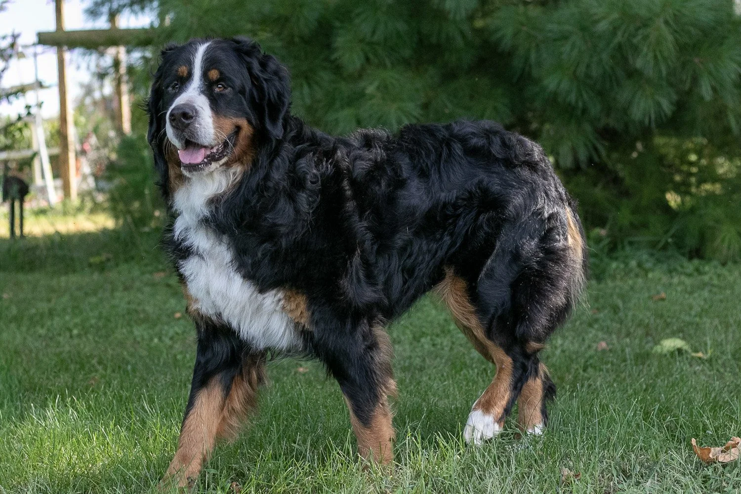 Beau-06.jpg