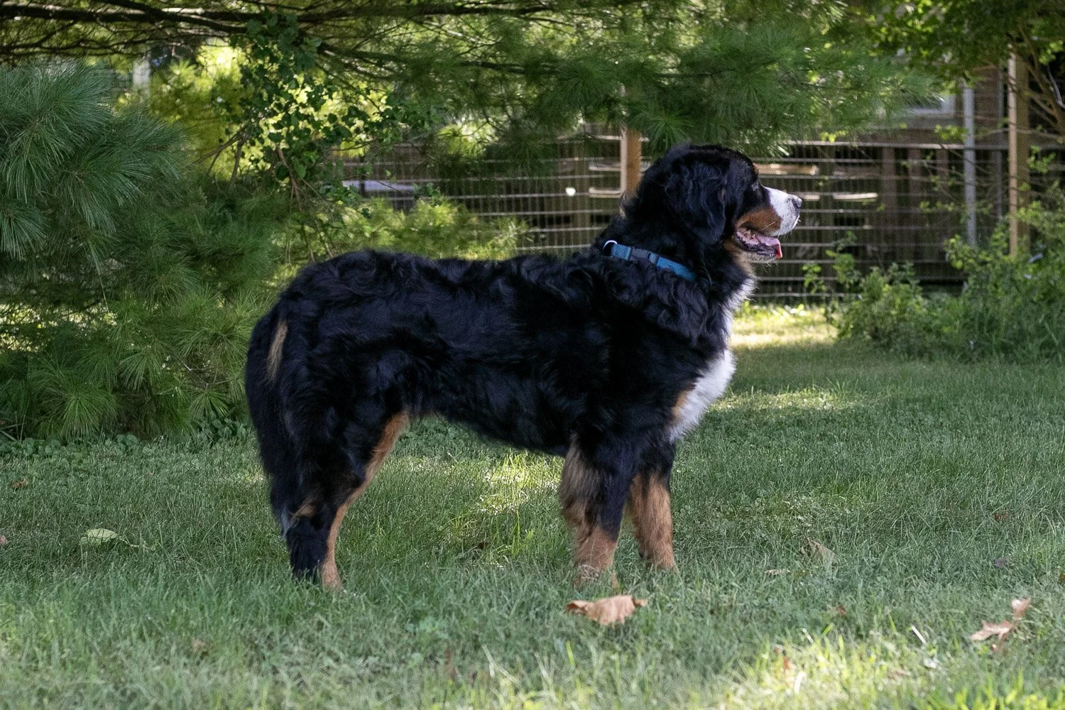 Beau-07.jpg