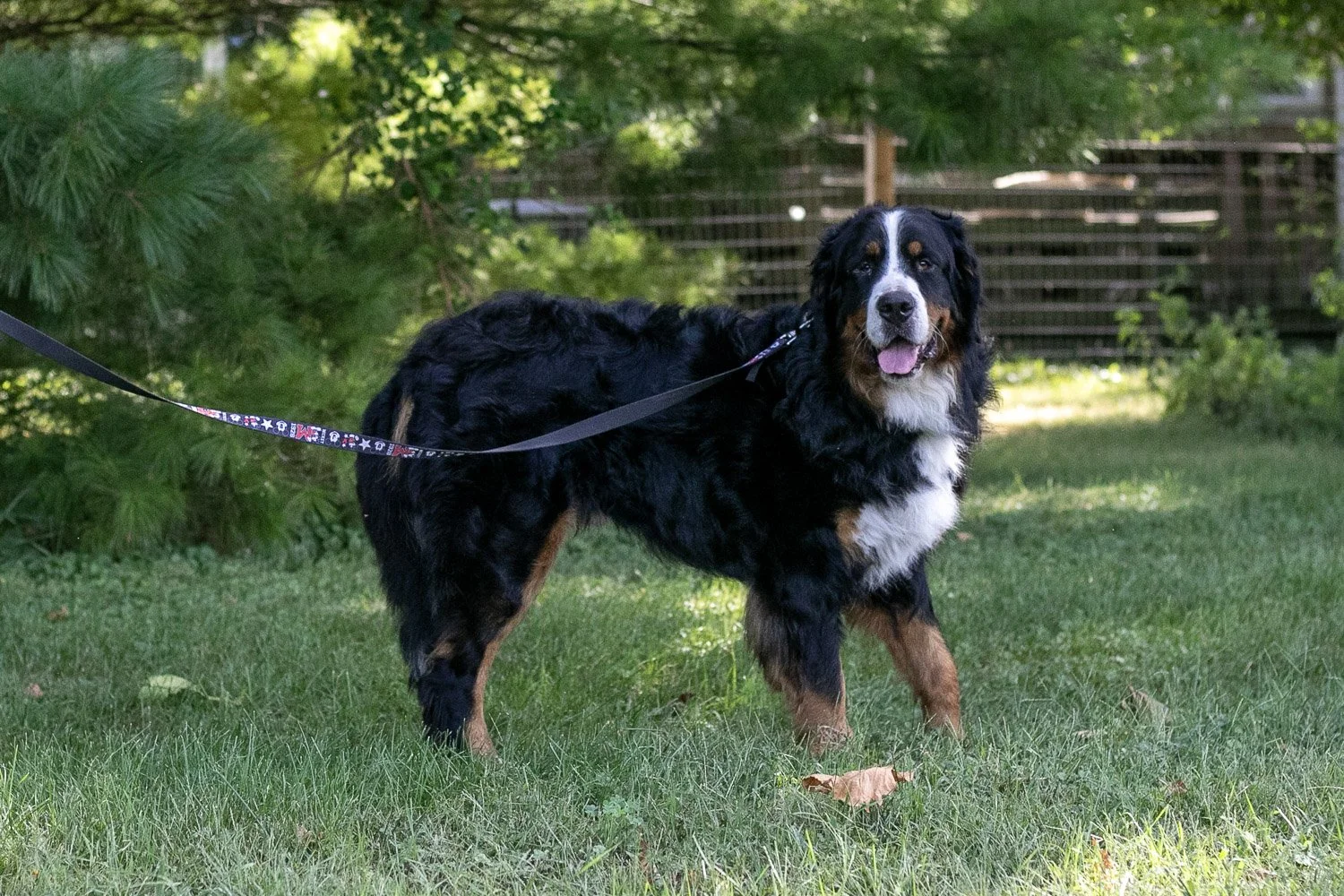 Beau-08.jpg