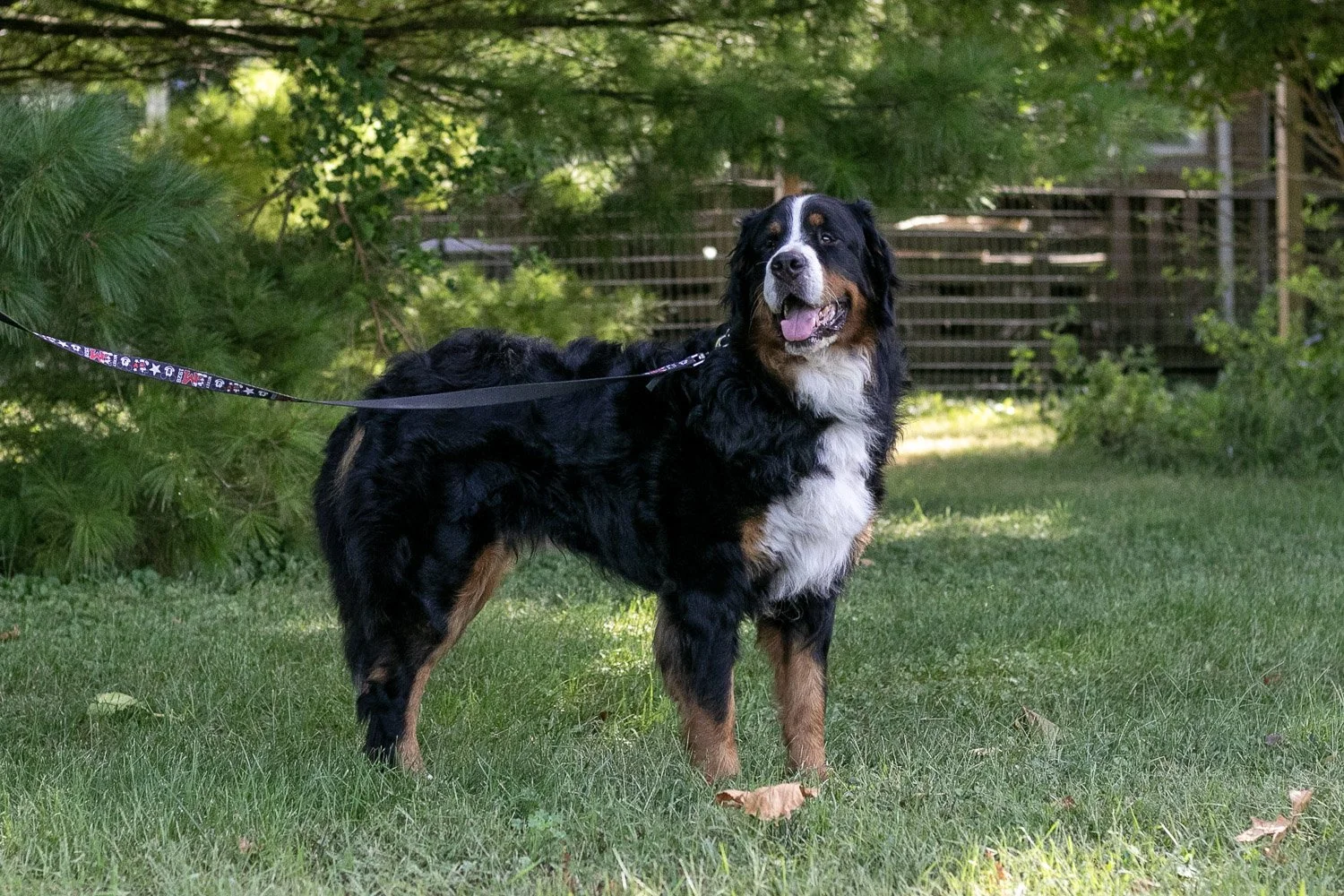 Beau-09.jpg