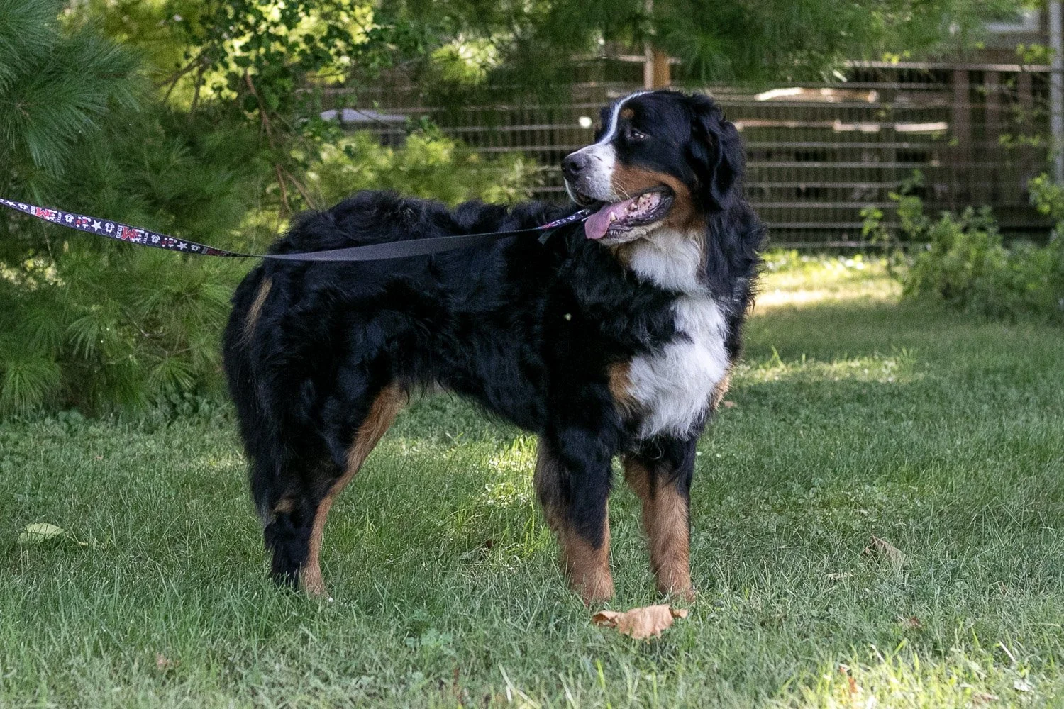 Beau-10.jpg