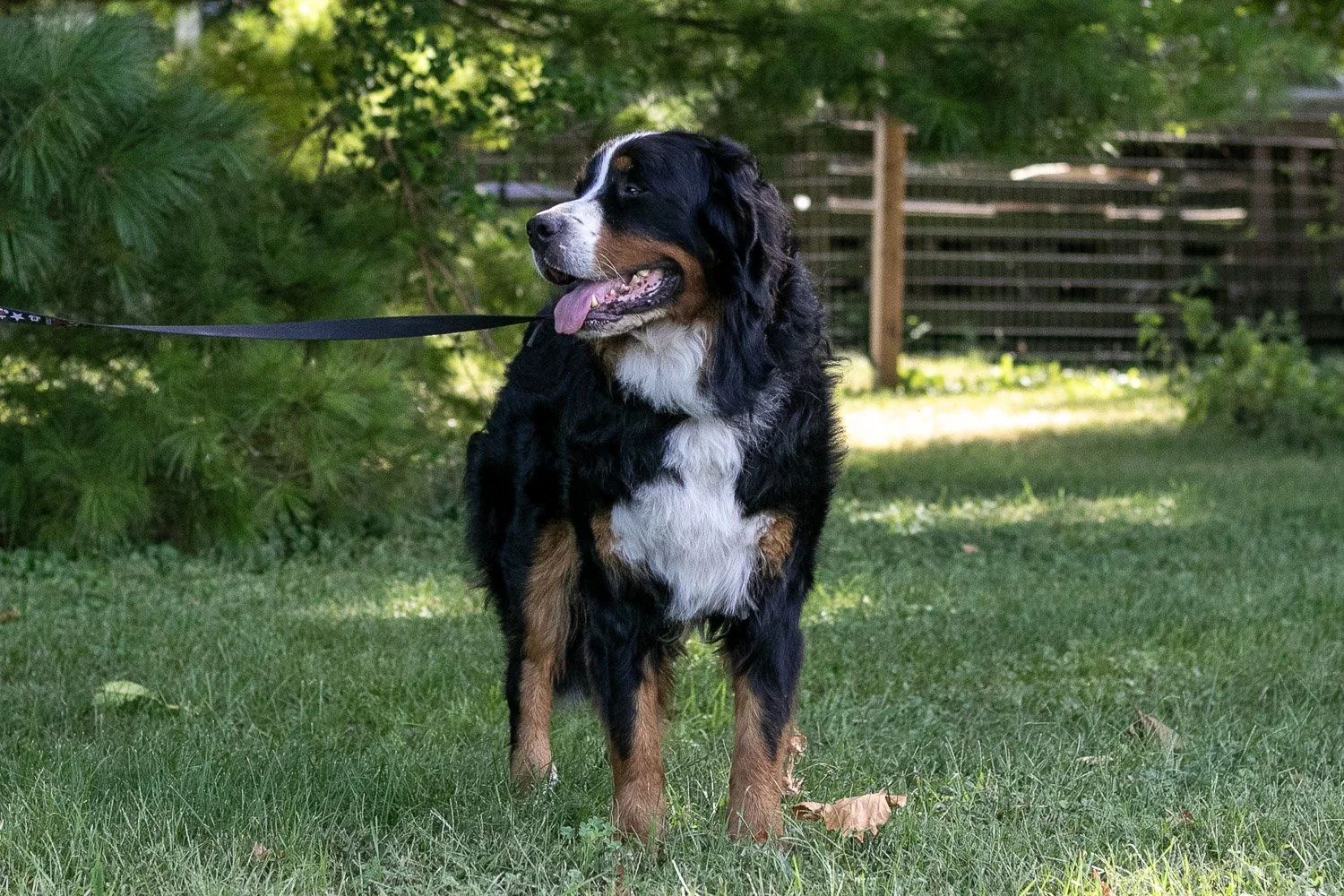 Beau-11.jpg