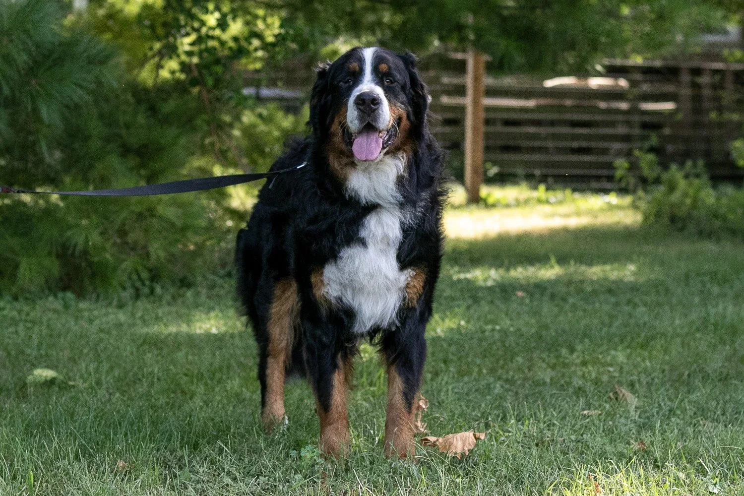 Beau-12.jpg