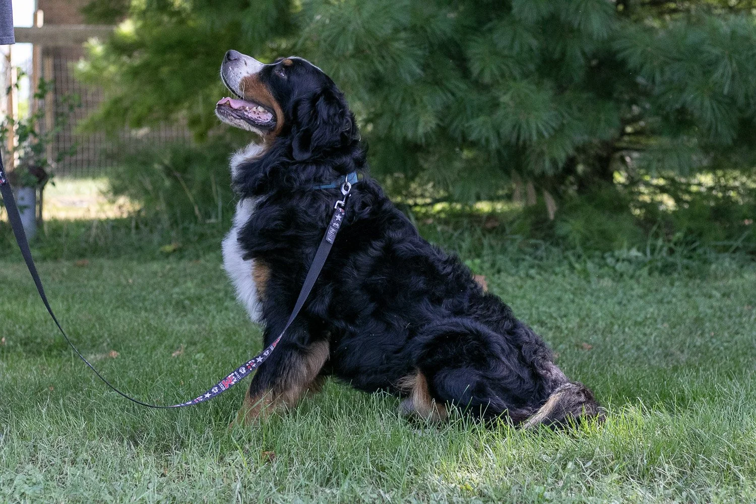 Beau-13.jpg