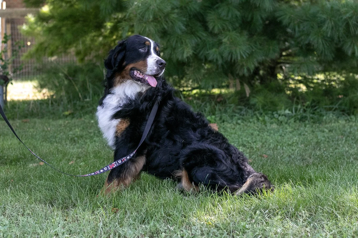 Beau-14.jpg