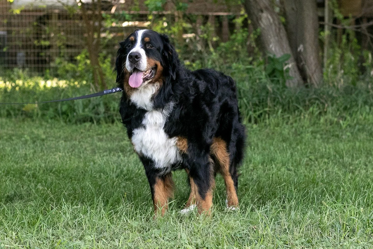 Beau-15.jpg