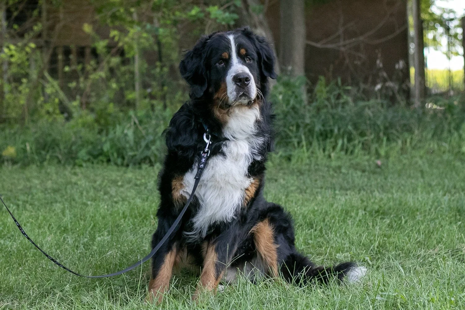 Beau-16.jpg