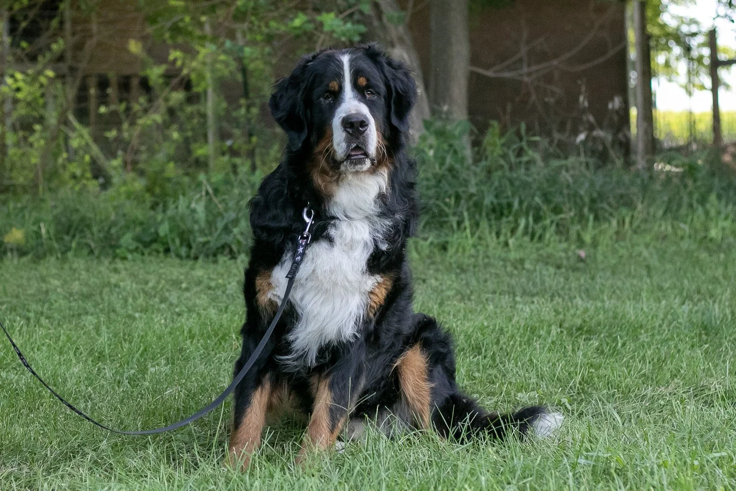 Beau-17.jpg