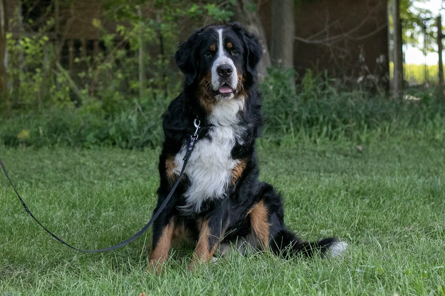 Beau - For Sale