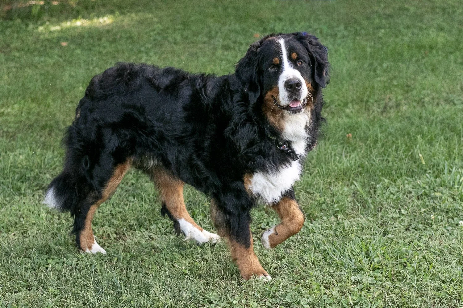 Beau-19.jpg