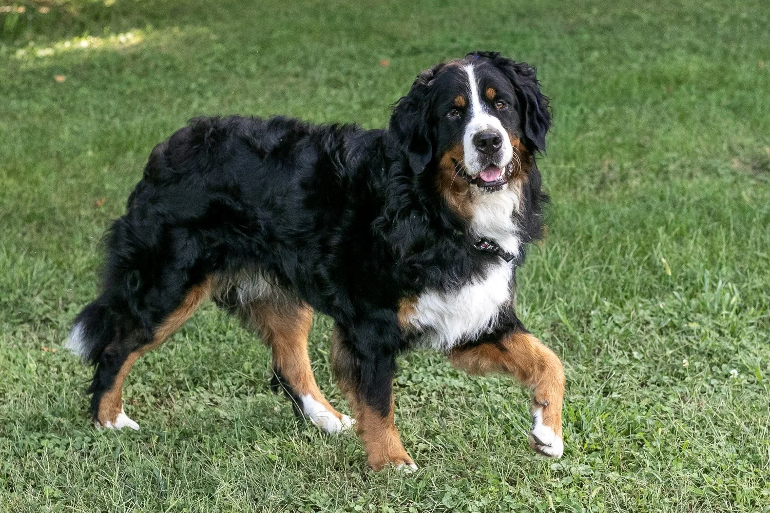 Beau-20.jpg