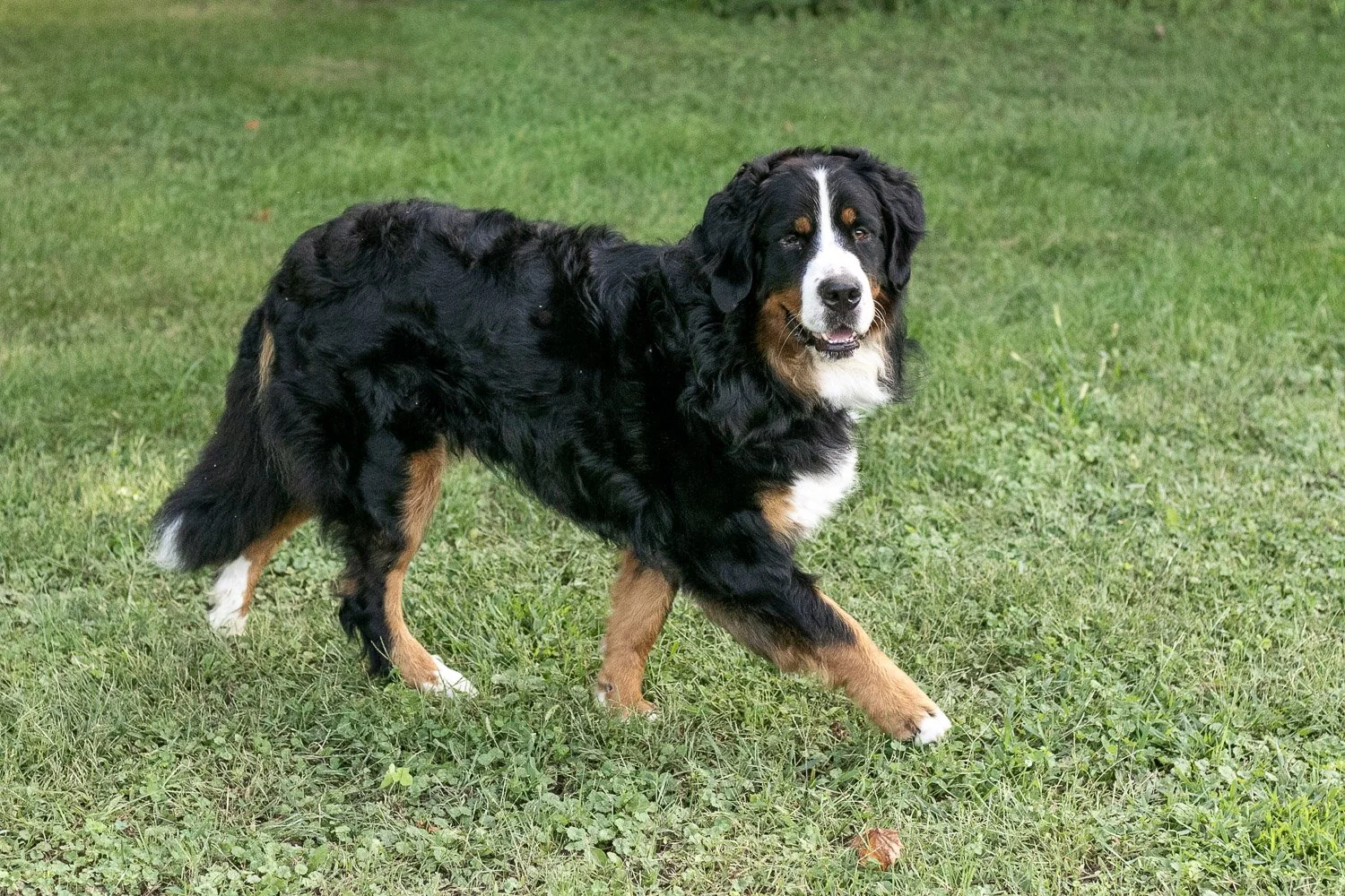 Beau-21.jpg