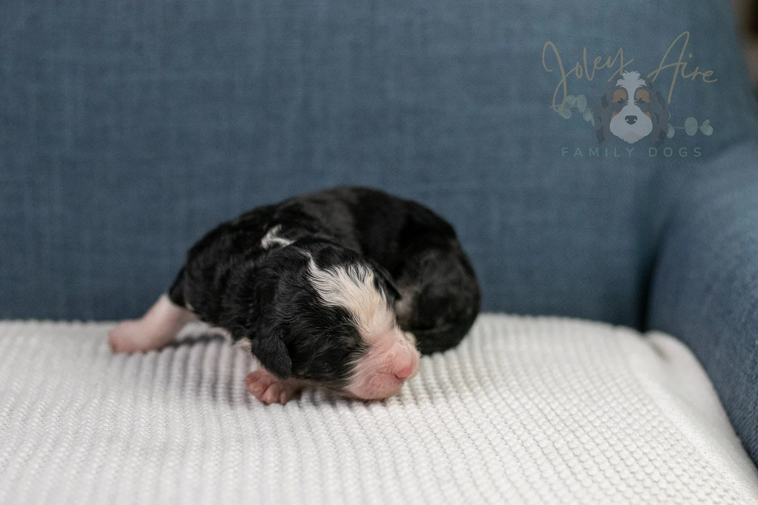 Auggie Bernedoodle Puppy-60.jpg