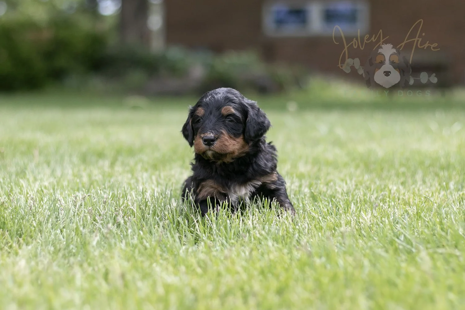 Banjo Bernedoodle Puppy-46.jpg