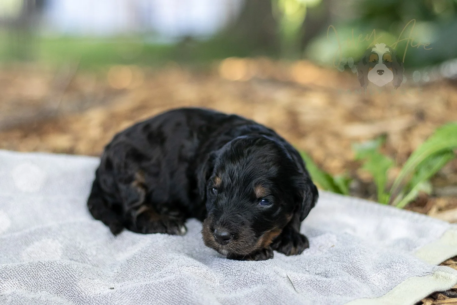 Denali Bernedoodle Puppy-104.jpg