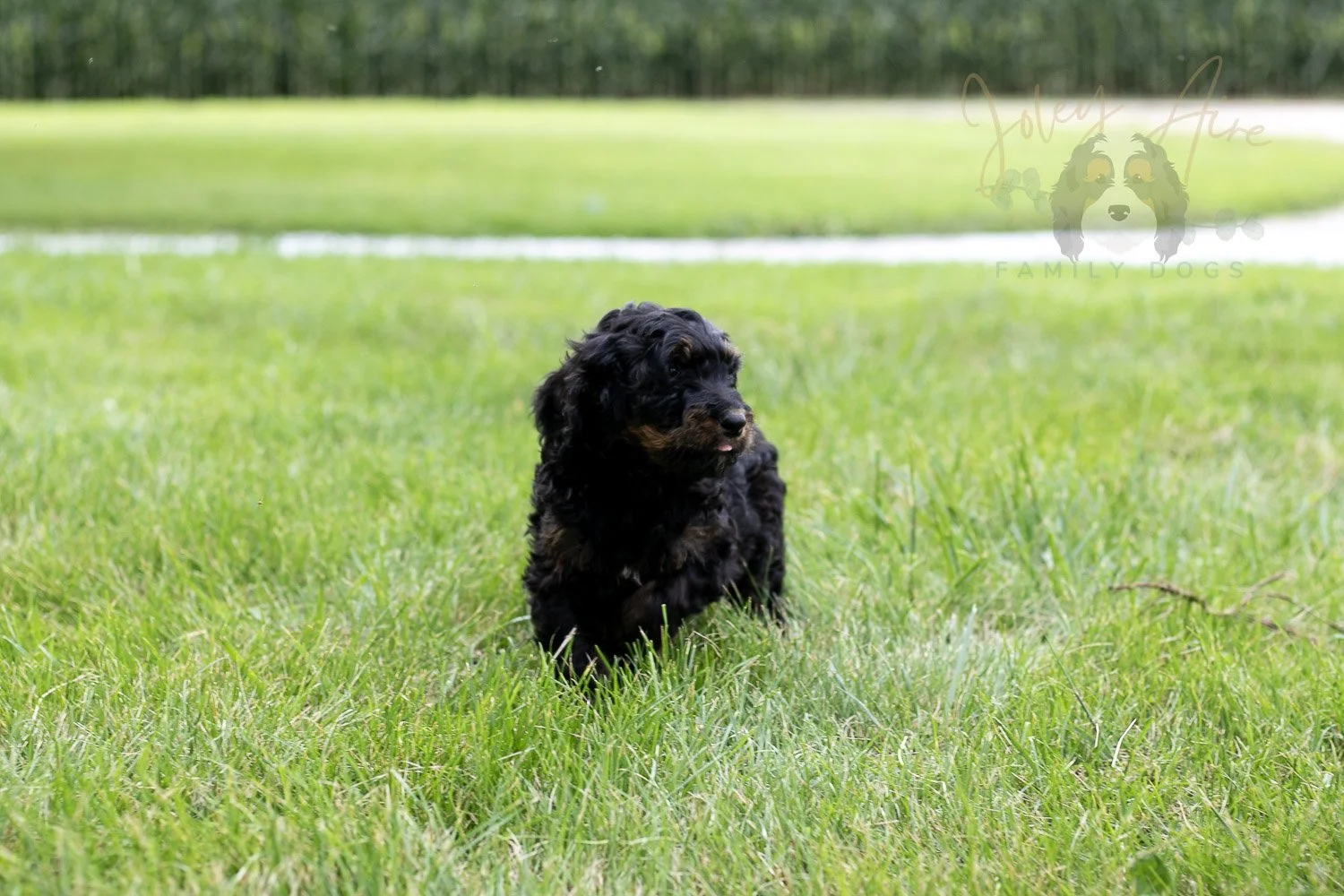 Bryce Bernedoodle Puppy-61.jpg