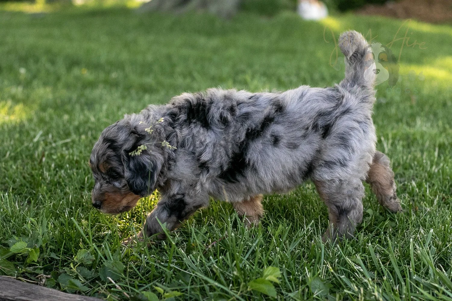 Ukulele Bernedoodle Puppy-17.jpg