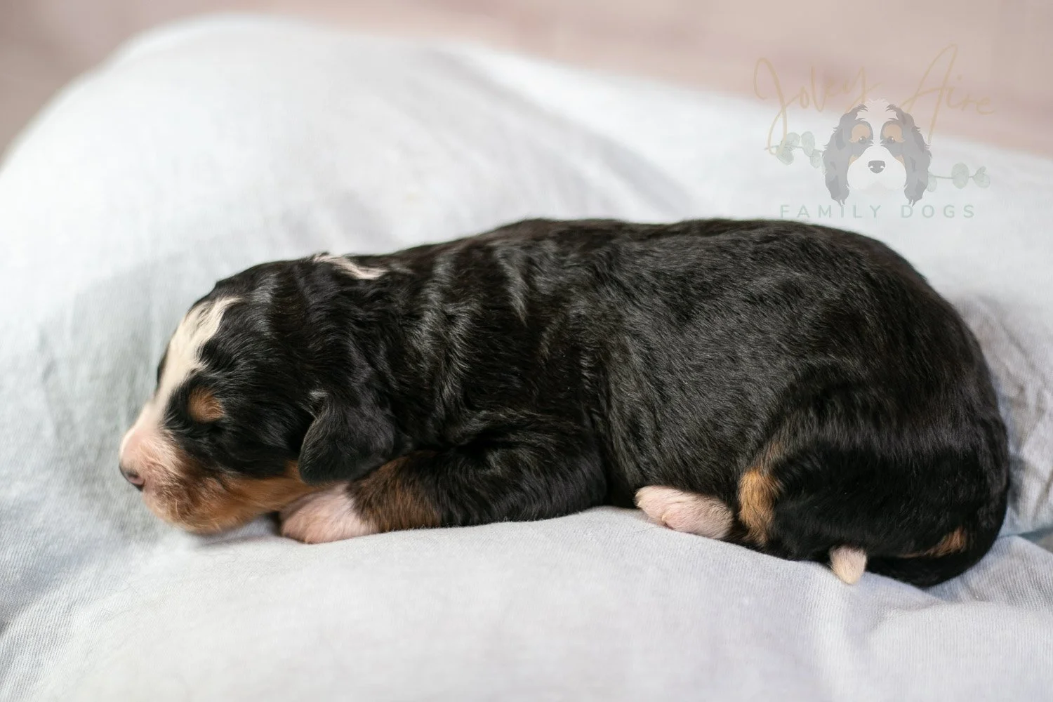 Diana Bernedoodle Puppy-55.jpg