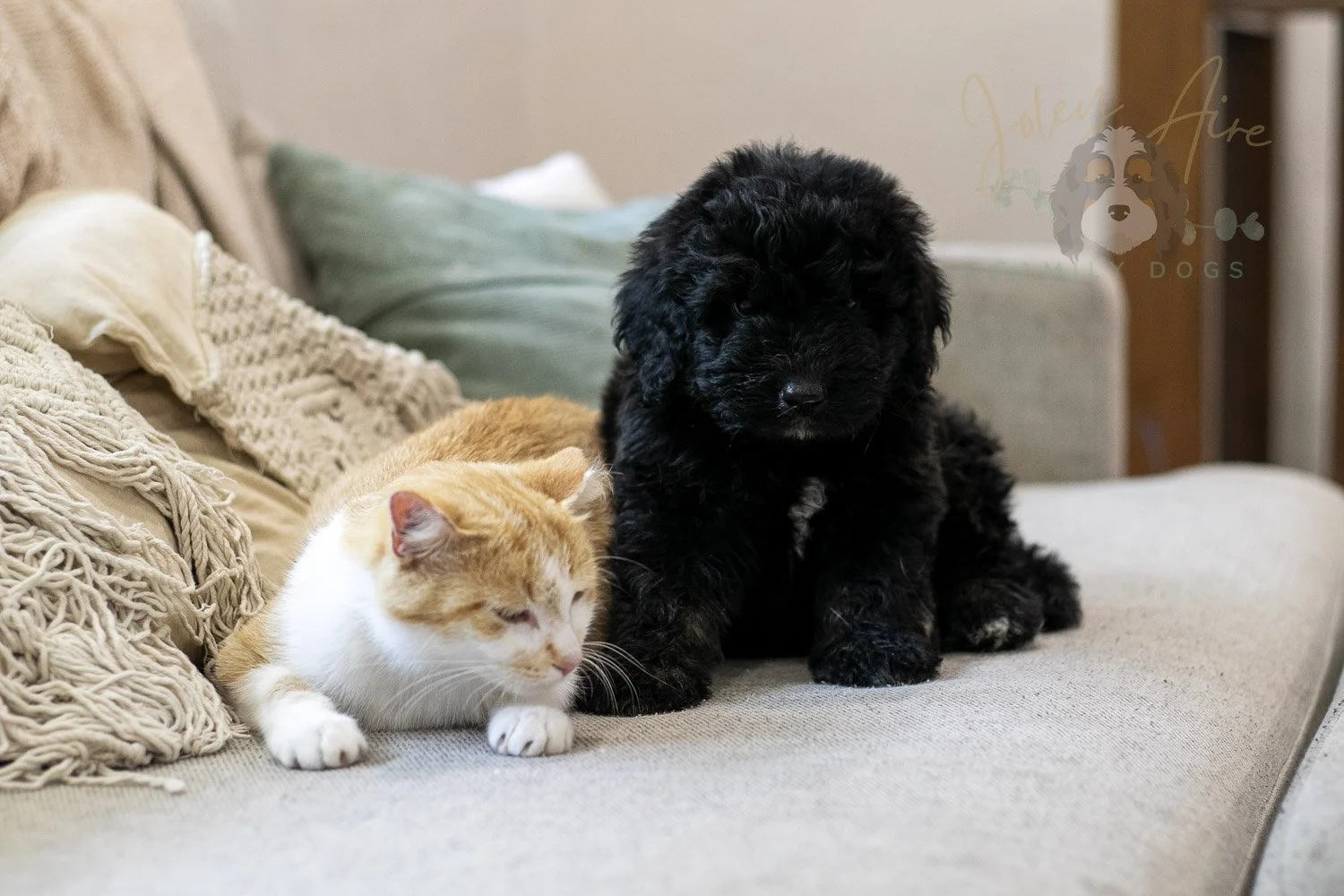 Claude Bernedoodle Puppy-244.jpg
