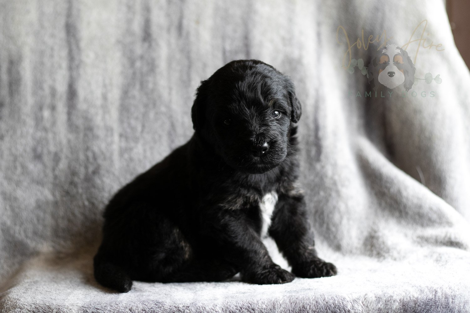 Andy Warhol Bernedoodle Puppy-122.jpg