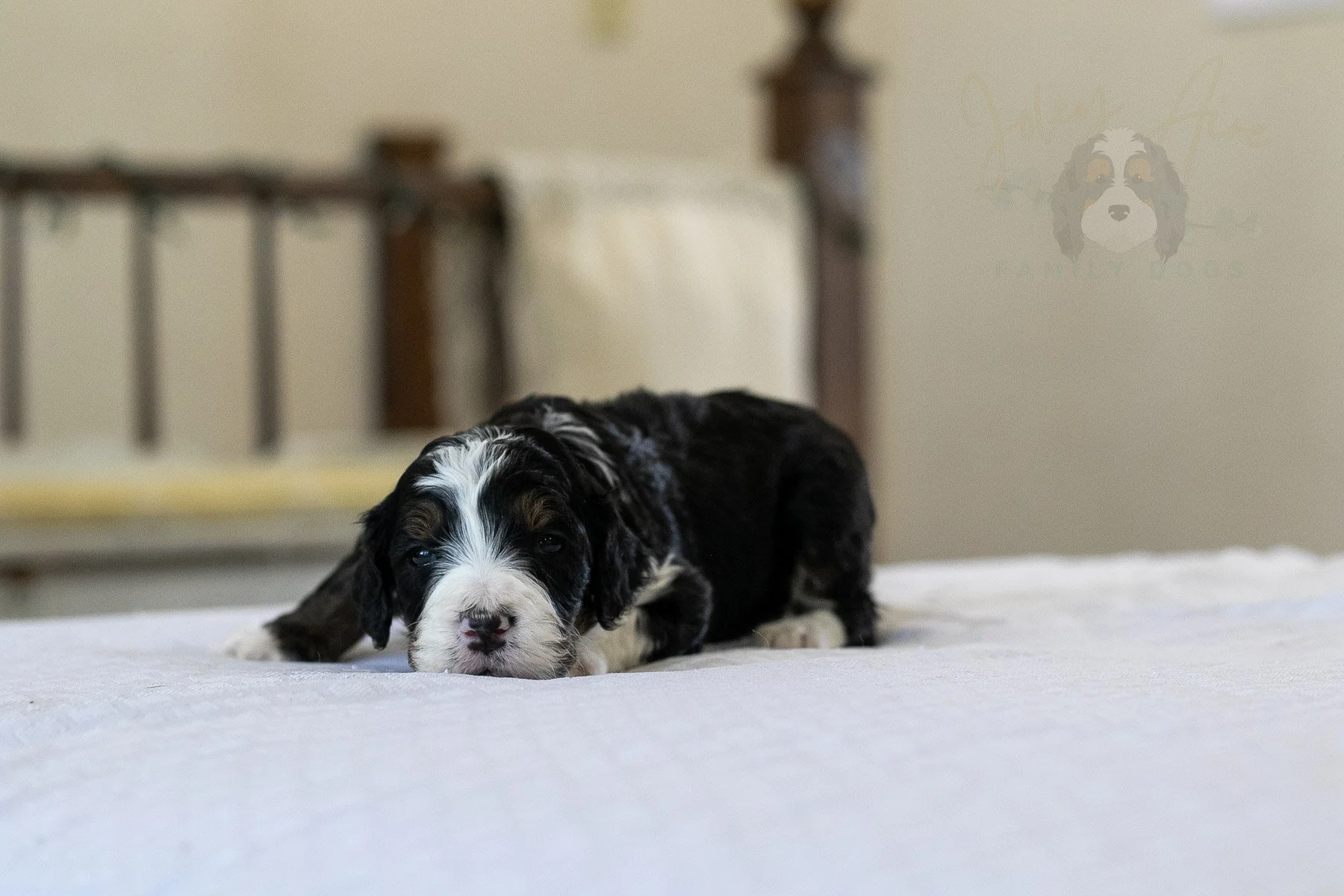 Belle  Bernedoodle Puppy-10.jpg