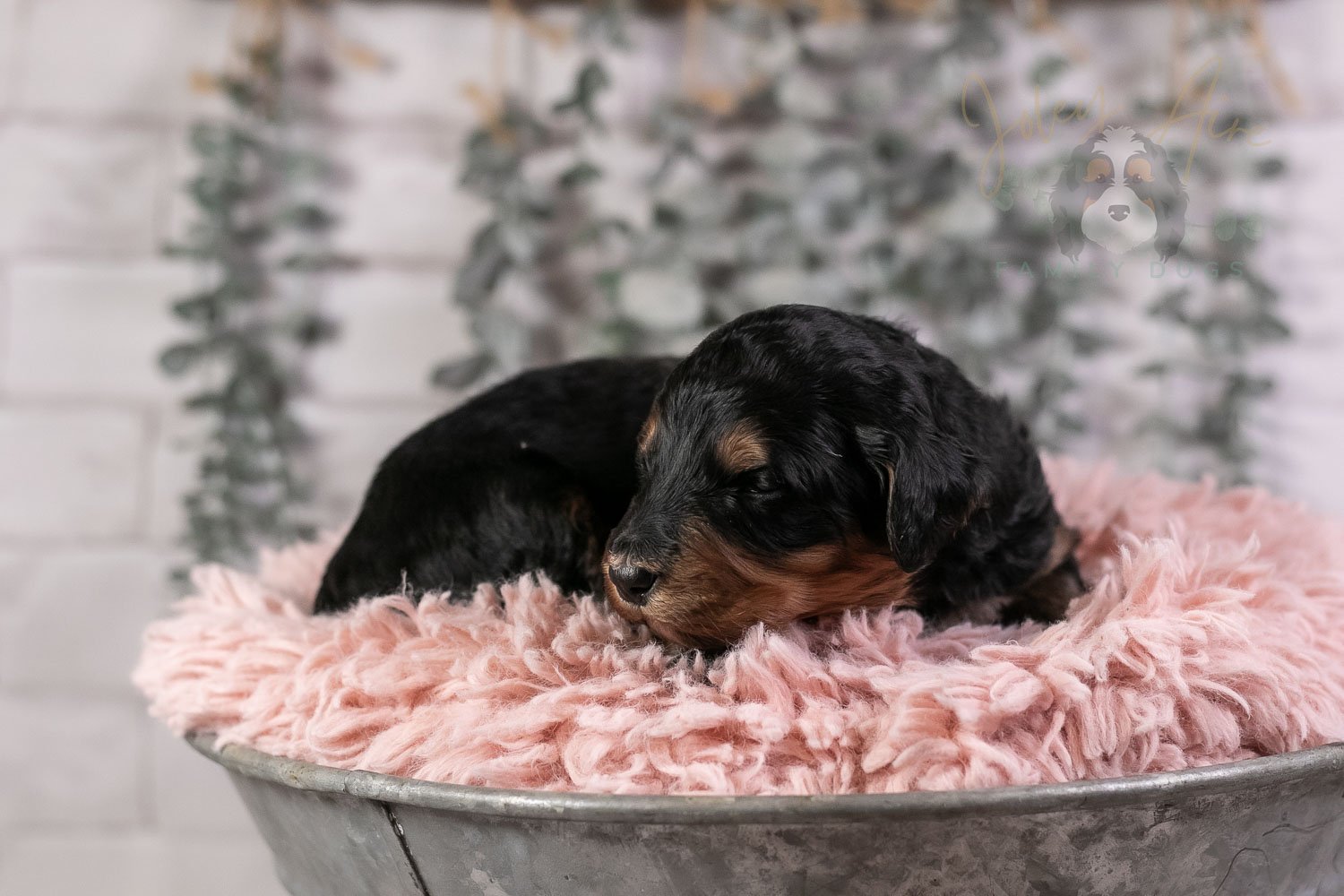 Banjo Bernedoodle Puppy-18.jpg