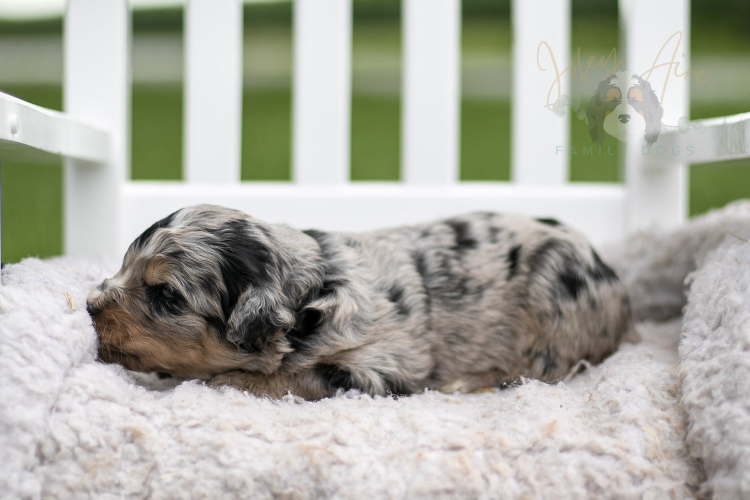 Frida Kahlo Bernedoodle Puppy-732.jpg