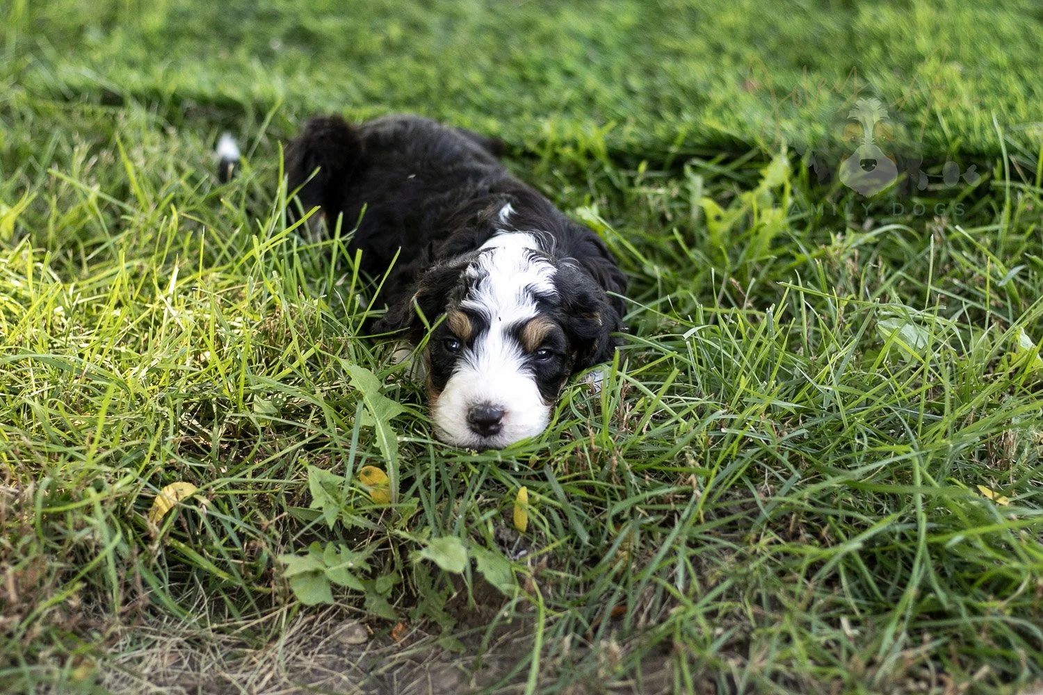 Yellowstone Bernedoodle Puppy-416.jpg