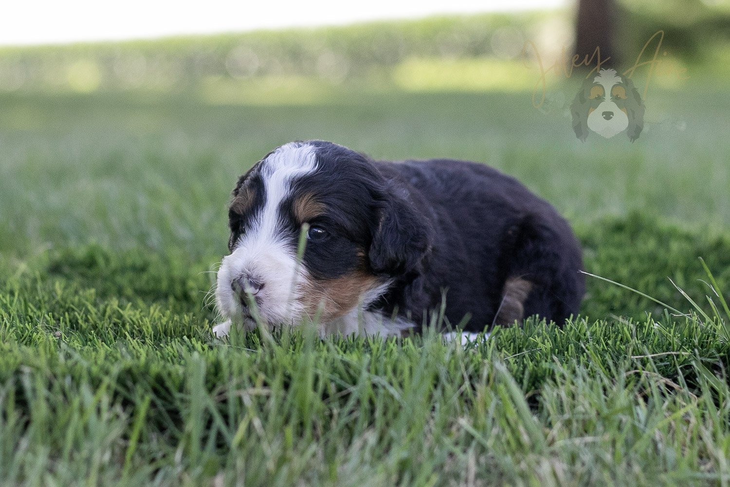Zion Bernedoodle Puppy-335.jpg