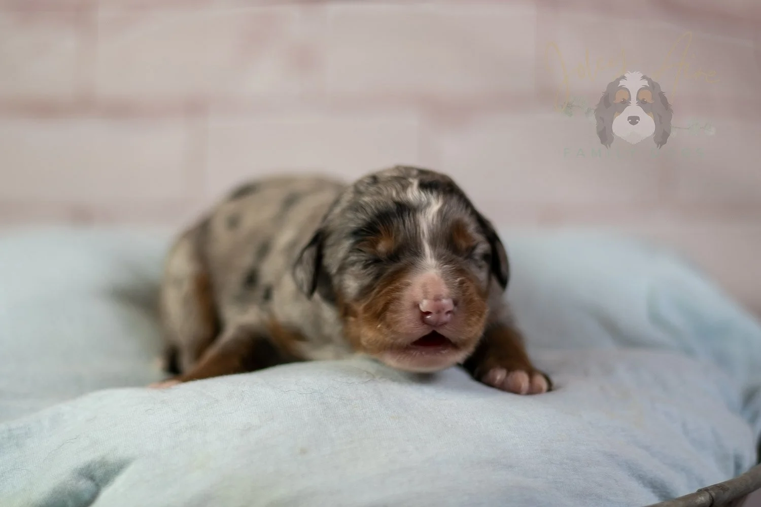Rachel Lynd Bernedoodle Puppy-75.jpg