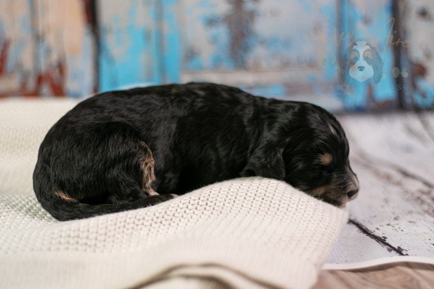 Georgia Bernedoodle Puppy-239.jpg