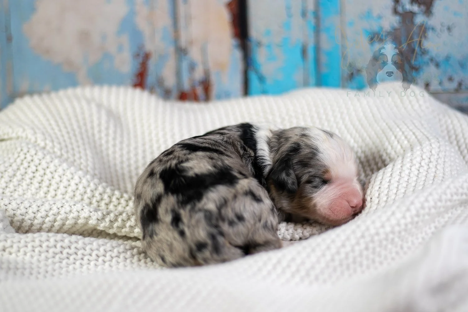 Pablo Picasso Bernedoodle Puppy-66.jpg