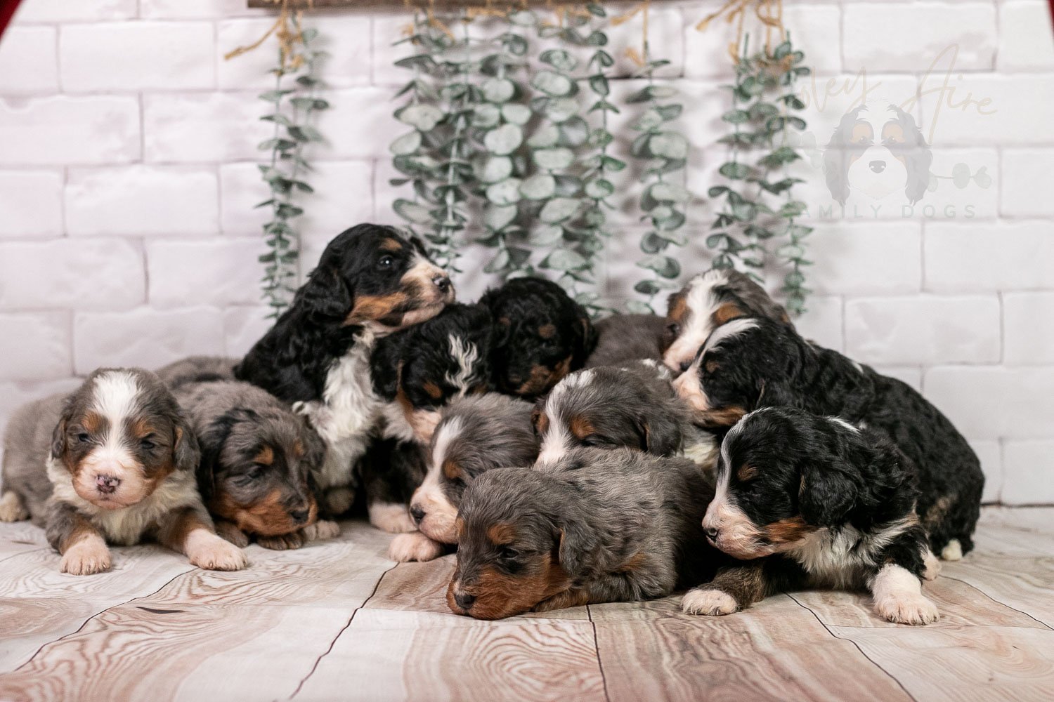 Winter Olympics Whole Litter-2.jpg