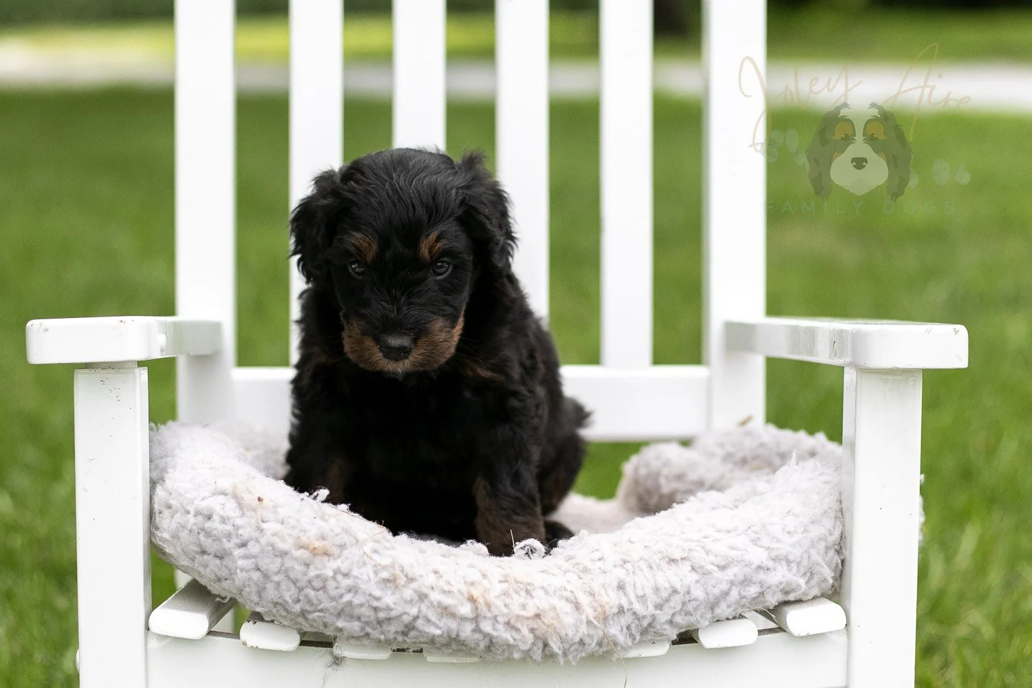 Olympic Bernedoodle Puppy-861.jpg