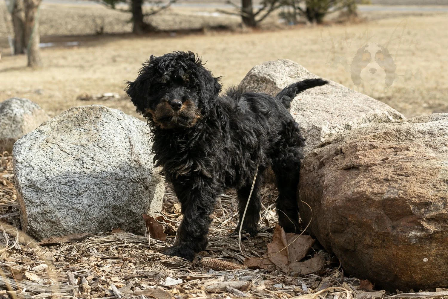 Aurora | Phantom Female F1 Bernedoodle Puppy – Illinois